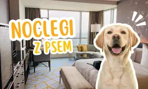 Pies w hotelu w Polsce? Sprawdź, jak zaplanować podróż bez stresu!