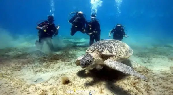 Marsa Alam: Co zobaczyć? Podwodny raj i pustynne przygody