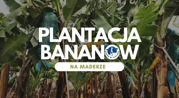 Gdzie rosną banany? Odwiedź plantacje na Kanarach i Maderze!