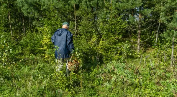 Szczecin: Gdzie na Grzyby? Sprawdzone Lasy i Porady Grzybiarza